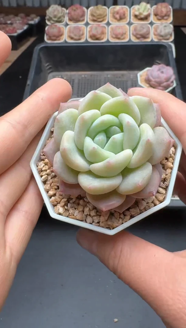 【闪购商品】137A号一物一拍多肉花卉植物拍3颗起发