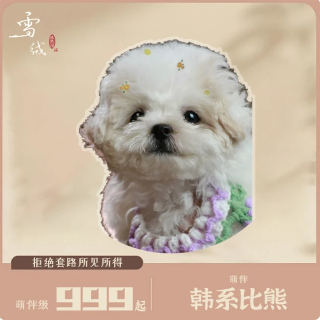 雪绒阁萌伴级韩系比熊