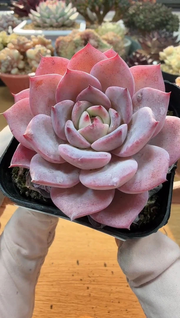 东云多肉园二店-07