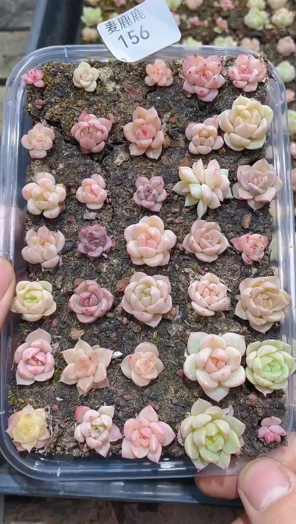 156黑橙子杂      量拍