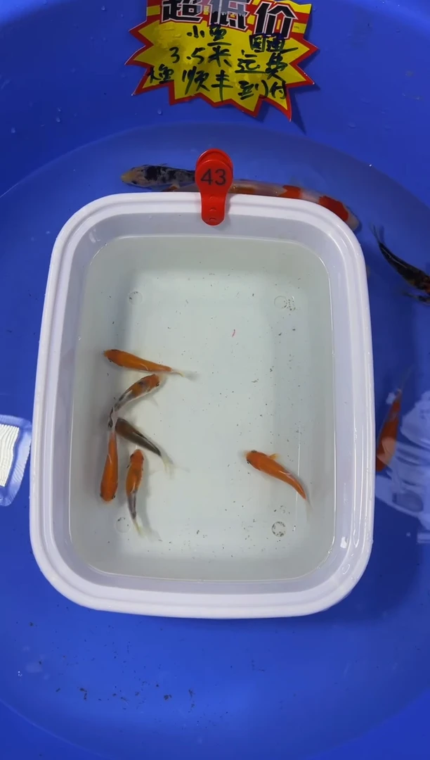 锦鲤活体二号链接