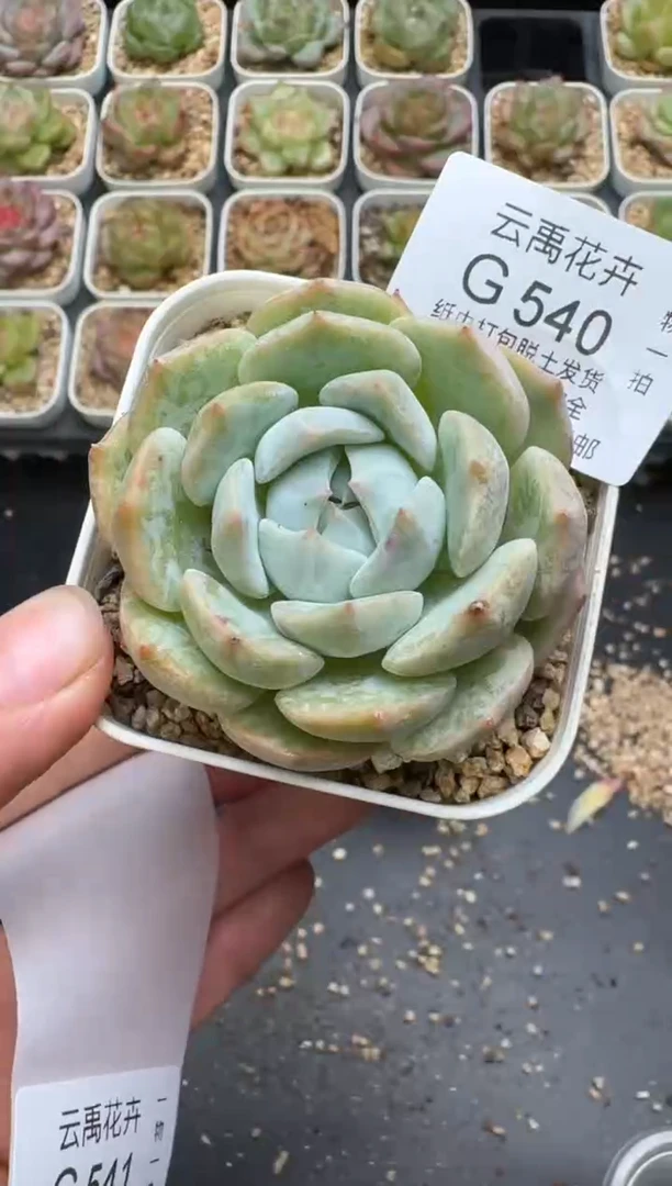 540G云禹多肉植物 脱土纸巾打包 3颗包邮