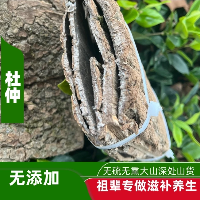 贵州大山深处杜仲一个500克