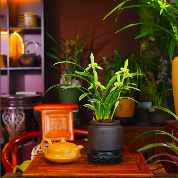 建兰铭品【金边翠兰】带盆带底座种好茶宠室内好养兰花盆景盆栽绿植