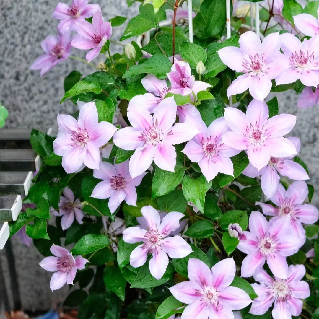 铁线莲 【吉恩斯】单瓣大花型  桃花粉阳台庭院盆栽花卉植物