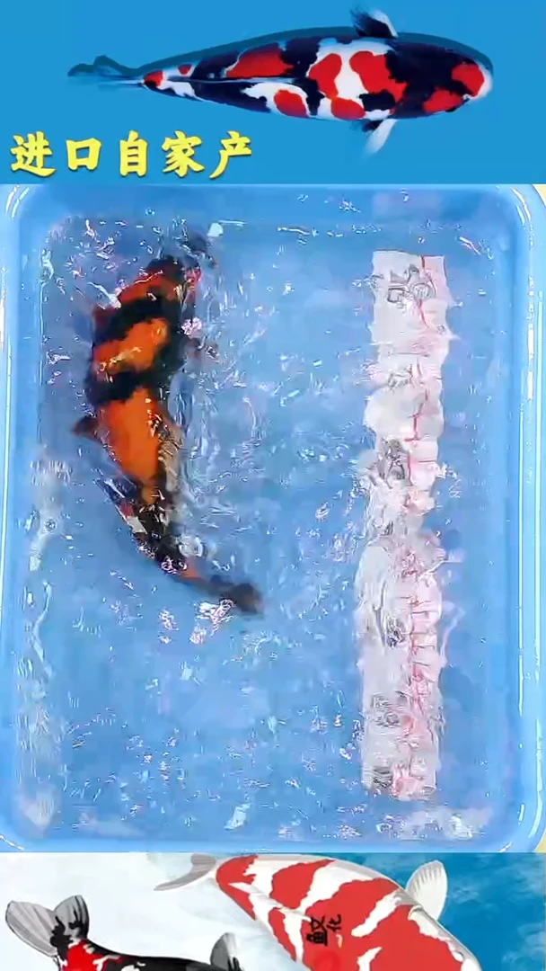 锦鲤2025/12/17悦鲤阁甄选锦鲤--28