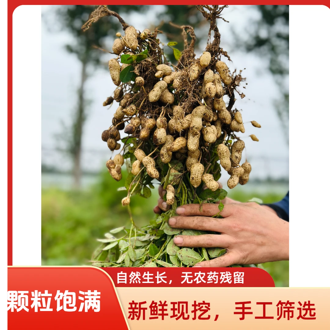 2025年河南沙地现挖带壳粉皮湿花生农家种植水煮香甜生吃脆甜