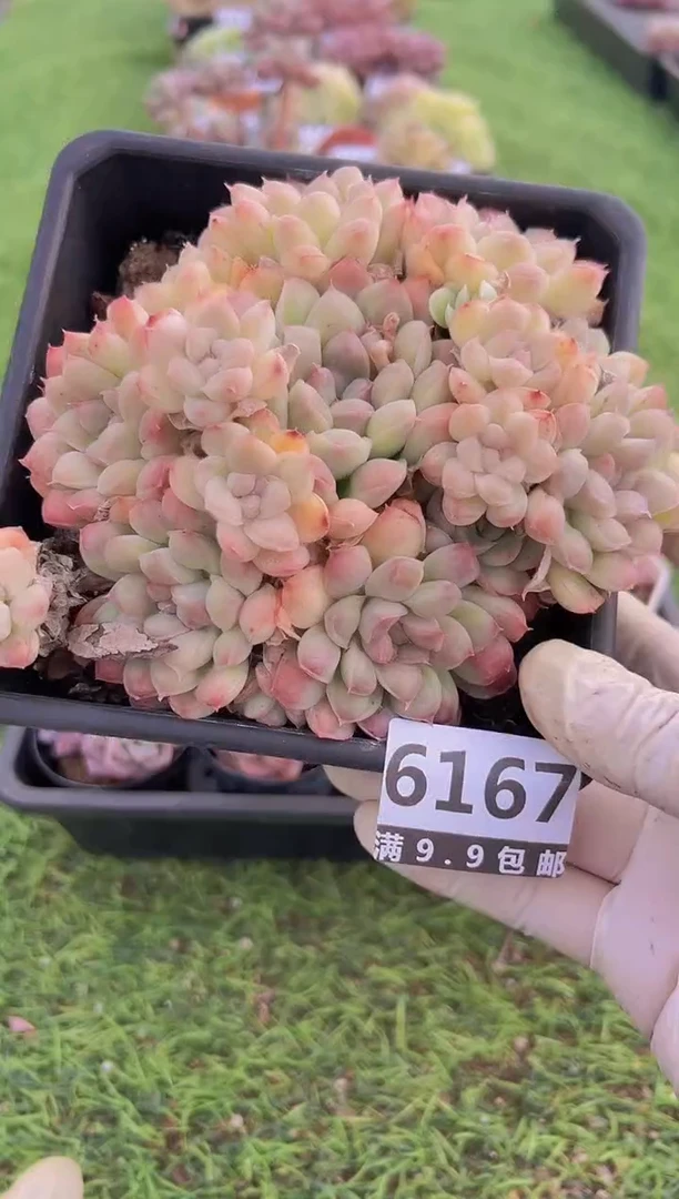 【闪购商品】信福多肉一物一拍