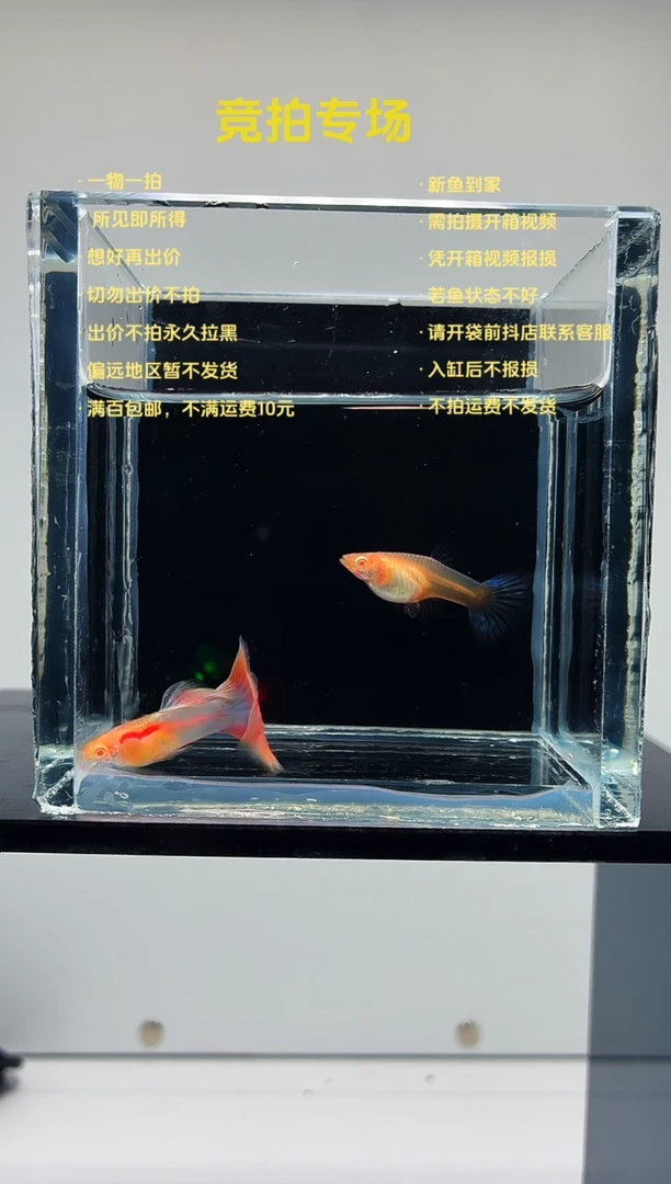 孔雀鱼天使彩虹一对-84