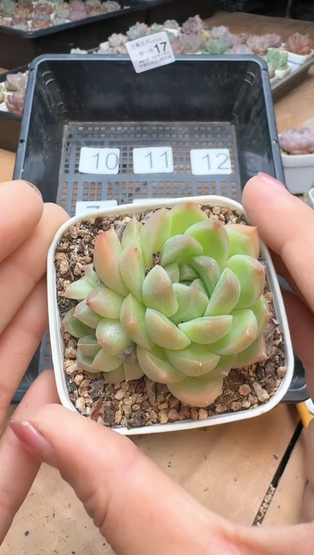 筐17珍妮杂交多肉 花卉植物01