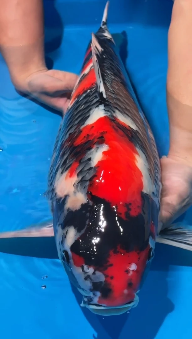 锦鲤佛山金隆锦鲤直播专用闪购链接，不支持7天无理由退货退款