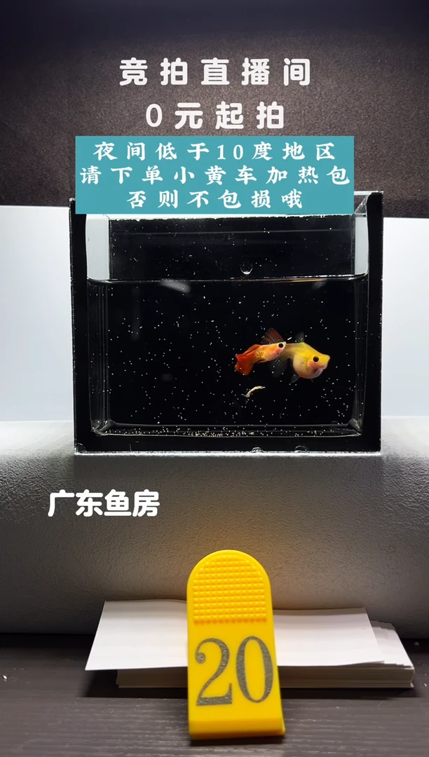 孔雀鱼银河琉璃玻璃猫一对编号20