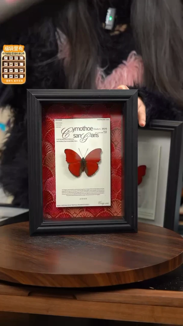 血漪蛱蝶红布底新版本