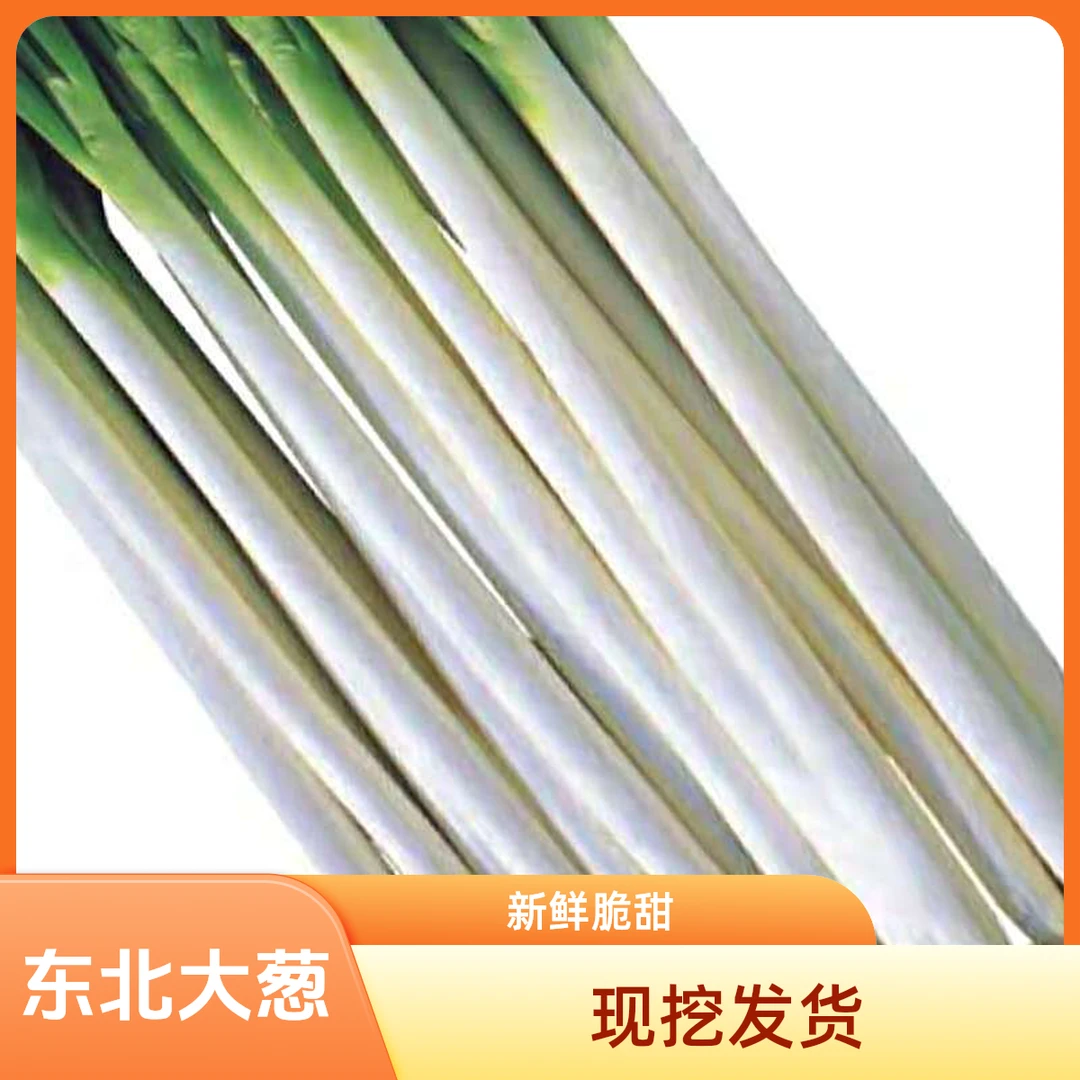 东北露天批发大葱农家自种优质本地大葱现挖现发包邮到家计划新鲜