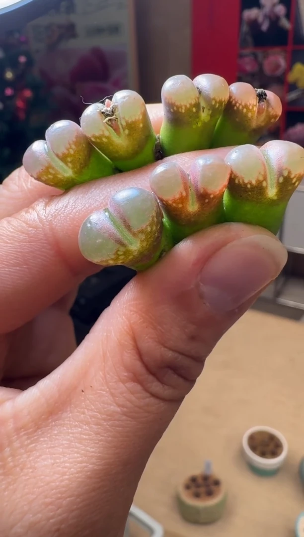 【闪购商品】1/24-95 粉黛一颗