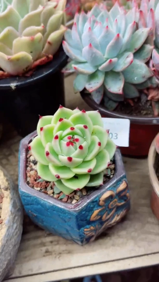 【闪购商品】04103