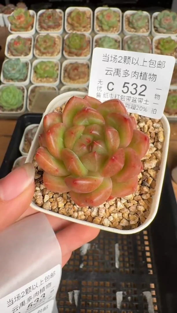 532带盆土发(6.5cm杯）一物一拍 珍妮多肉