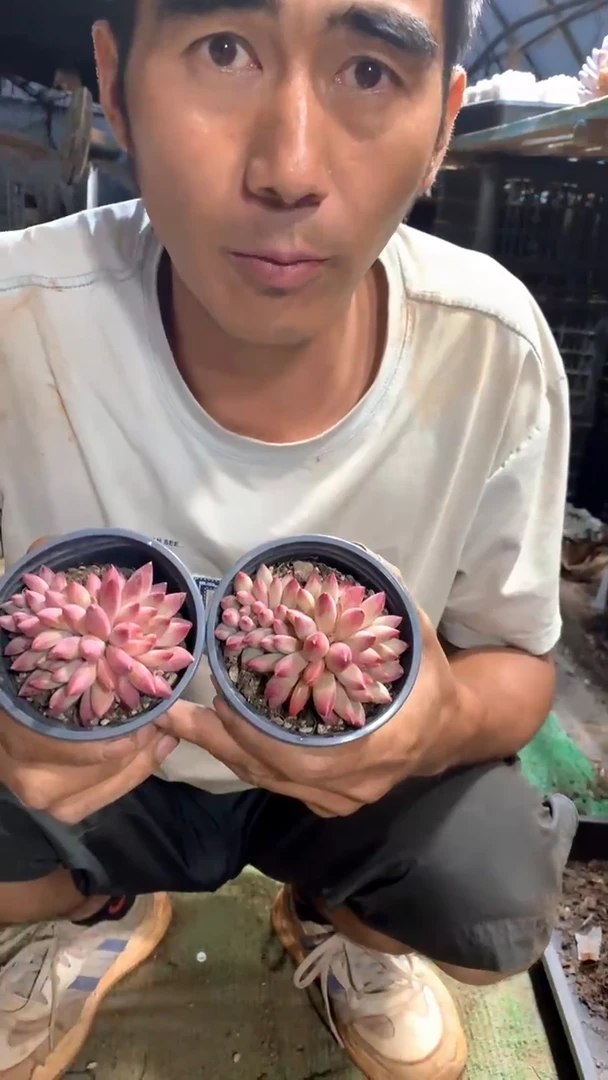 3头虞美人带土1颗【2单包邮】