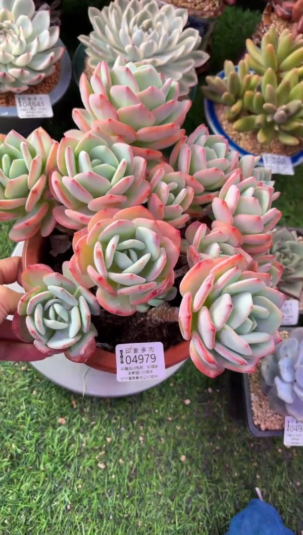以*昆明印象多肉04979