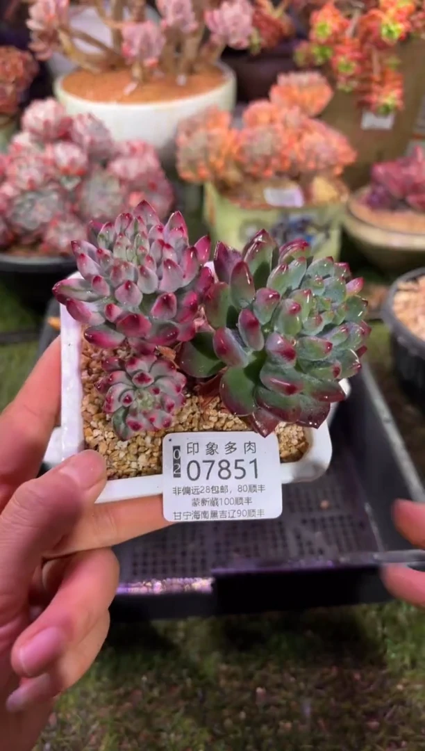 【闪购商品】07851