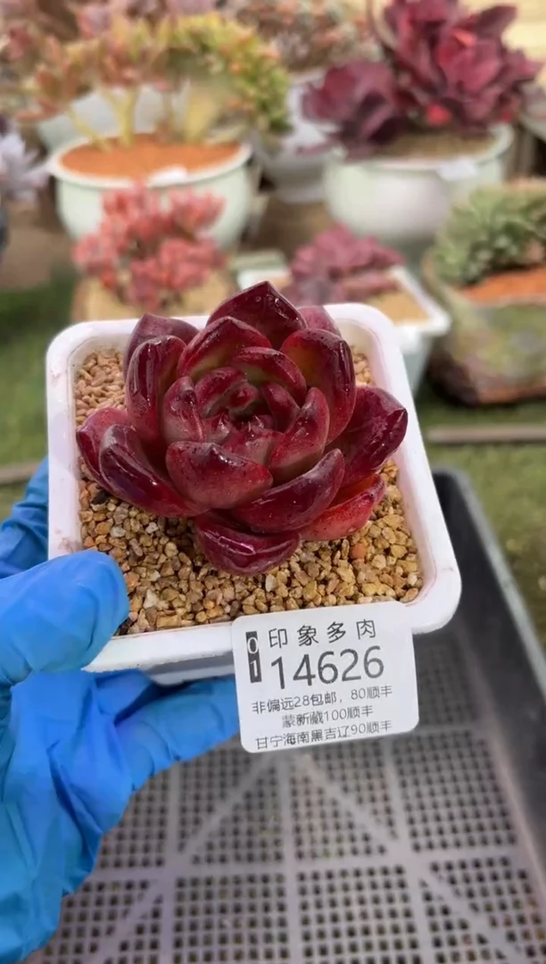 【闪购商品】14626