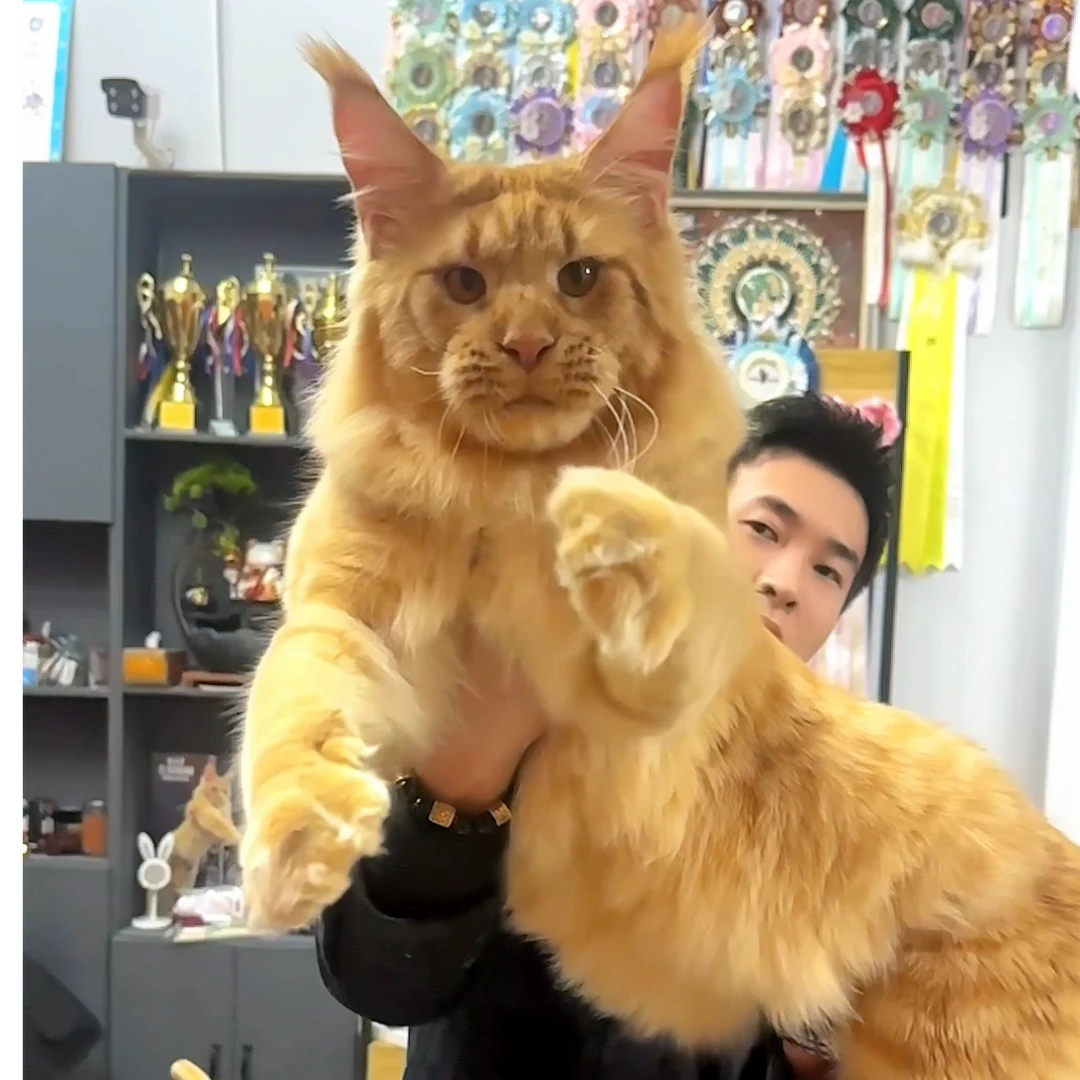 王的森林缅因猫舍全款连接【接小猫咨询客服】猫咪活体宠物猫