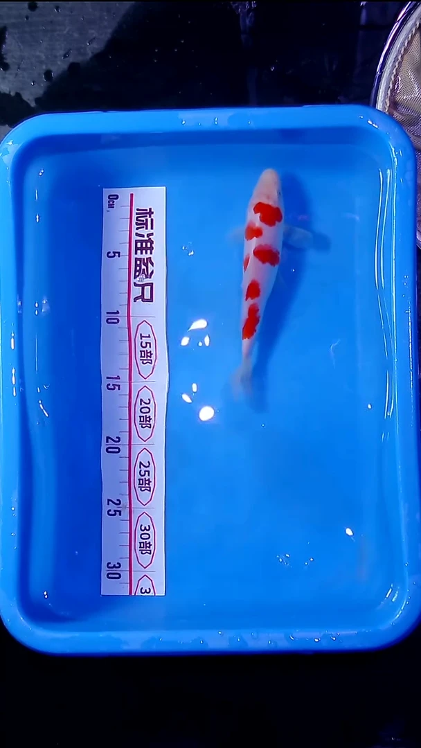锦鲤直播间菁选 对版发货 22号