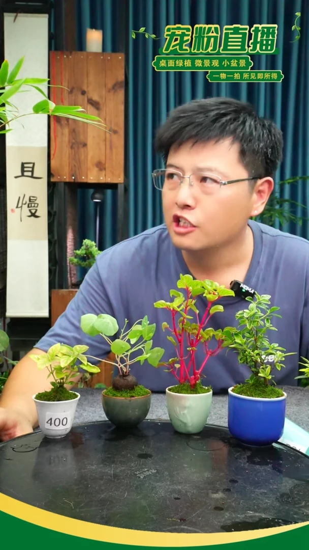 无花朵尹*苔藓微景观400号
