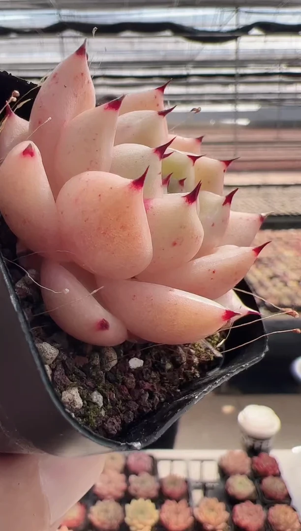 【闪购商品】新款多肉35