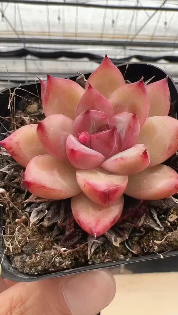 【闪购商品】新款多肉-153