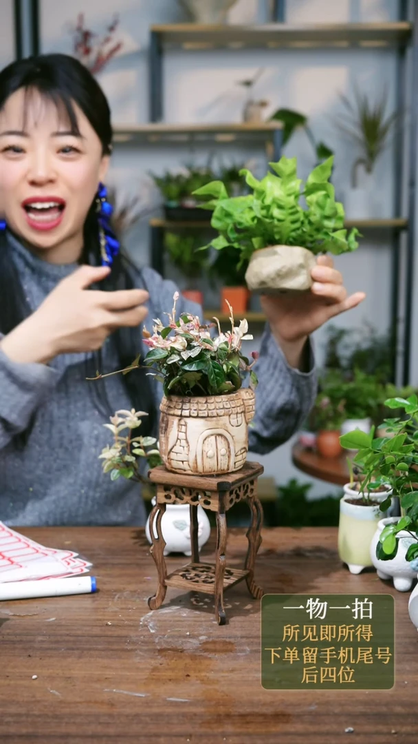 【闪购商品】159---6656火焰鸟巢蕨石头