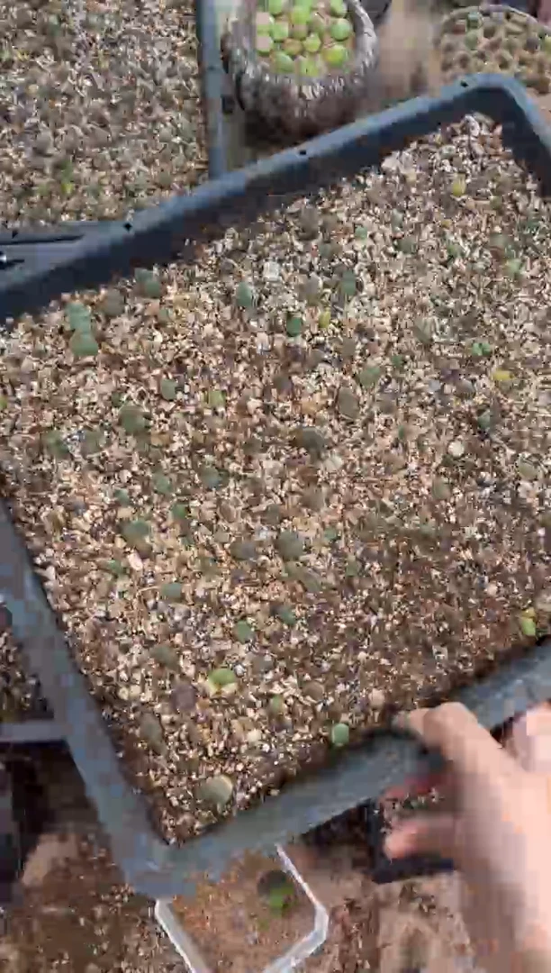 9-472多肉植物肉锥