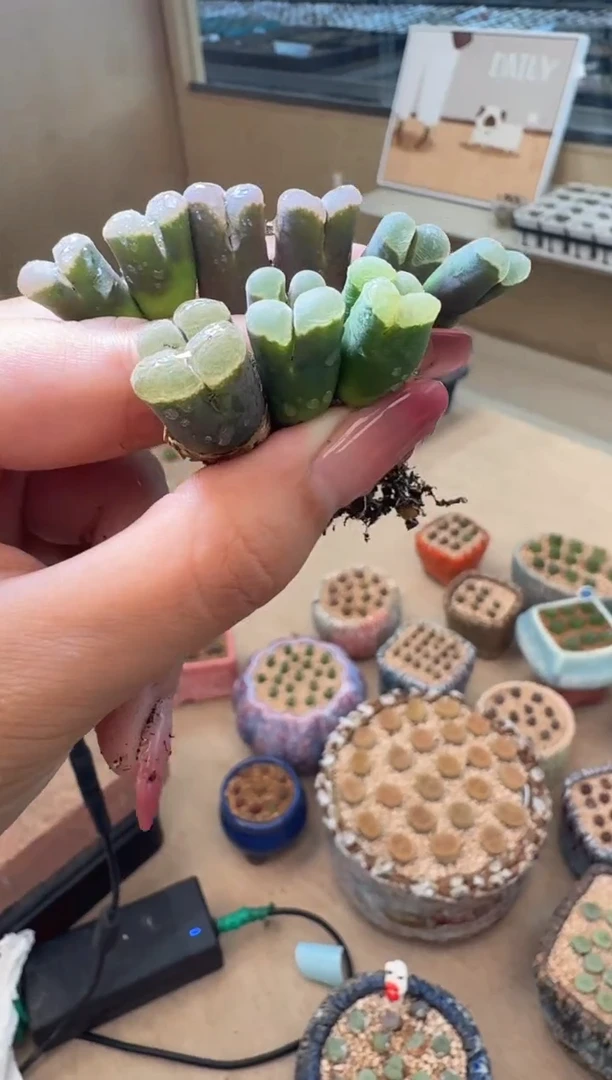 3-45多肉植物肉锥幻紫双头一颗