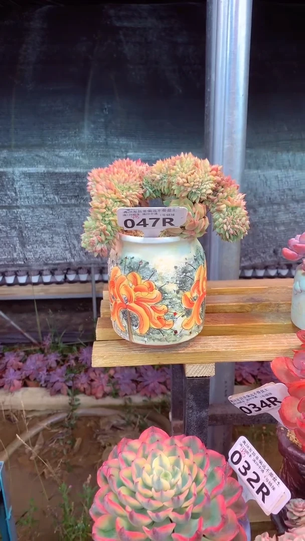 047R 拿铁缀 (一物一拍实付满28发货，默认不带盆土）