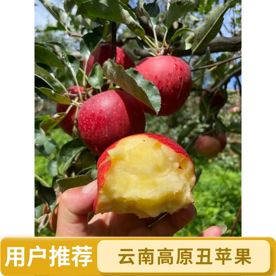 2025云南华硕丑苹果脆甜多汁新鲜采摘现摘现发【默认中通发货】