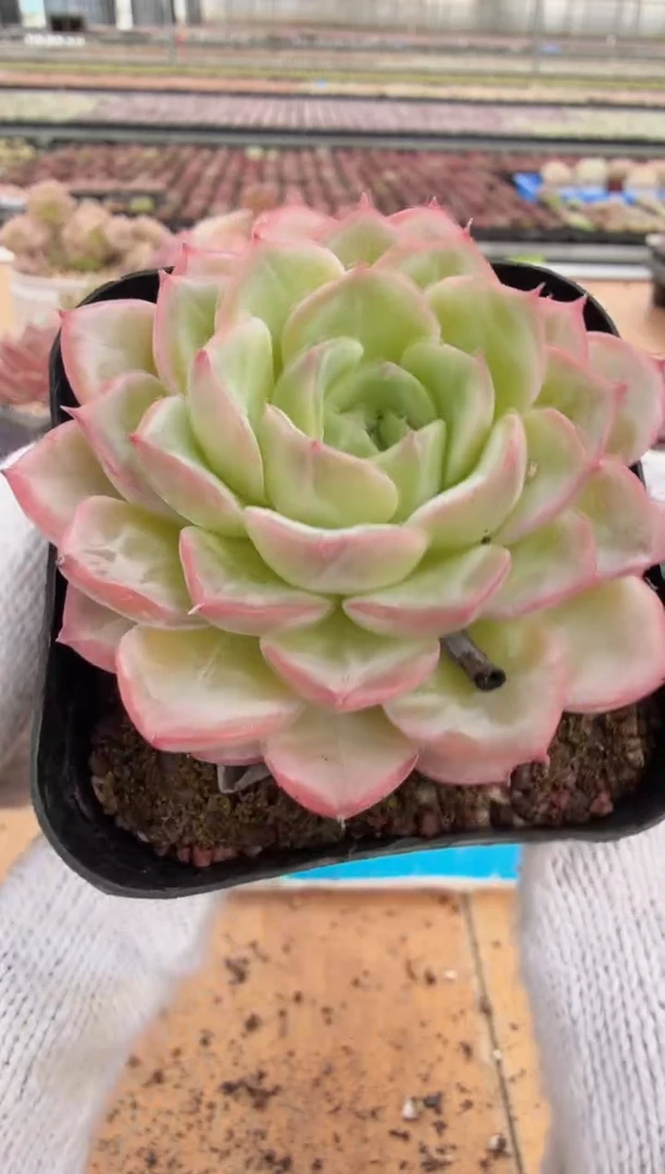 东云多肉园二店-248