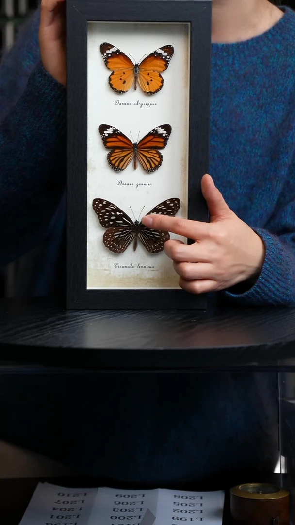 三斑蝶标本摆件竖框