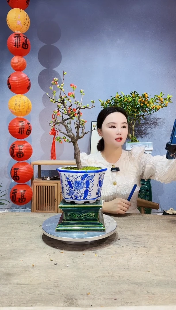 【闪购商品】盆景海棠 长寿冠