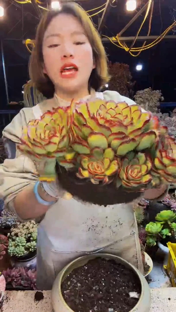 肉酱玫瑰脱土包邮