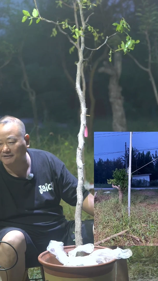 完全开放枣树003