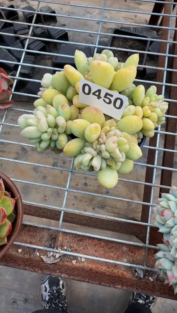 【闪购商品】0450........