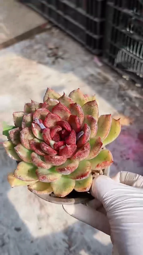 【闪购商品】13277