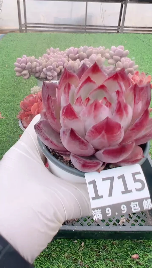 【闪购商品】信福多肉一物一拍