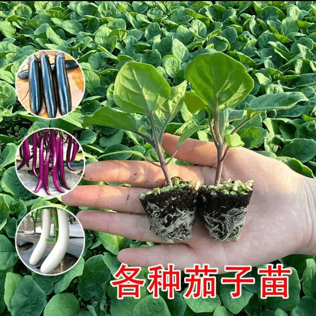 高产四季茄子秧苗阳台种植青茄子苗紫长茄子苗杭茄苗黑茄子苗圆茄