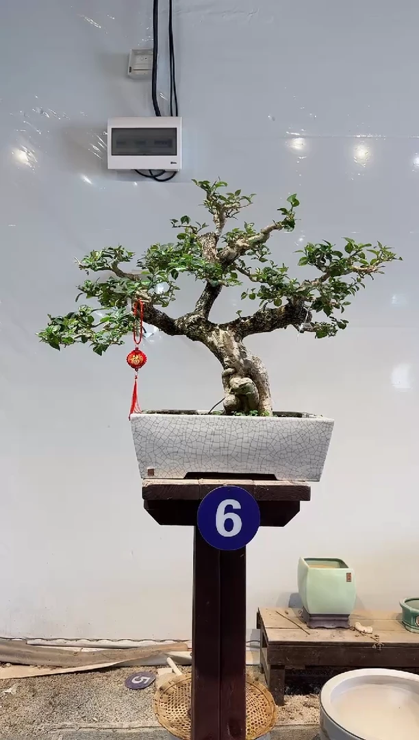 【闪购商品】盆景小叶紫