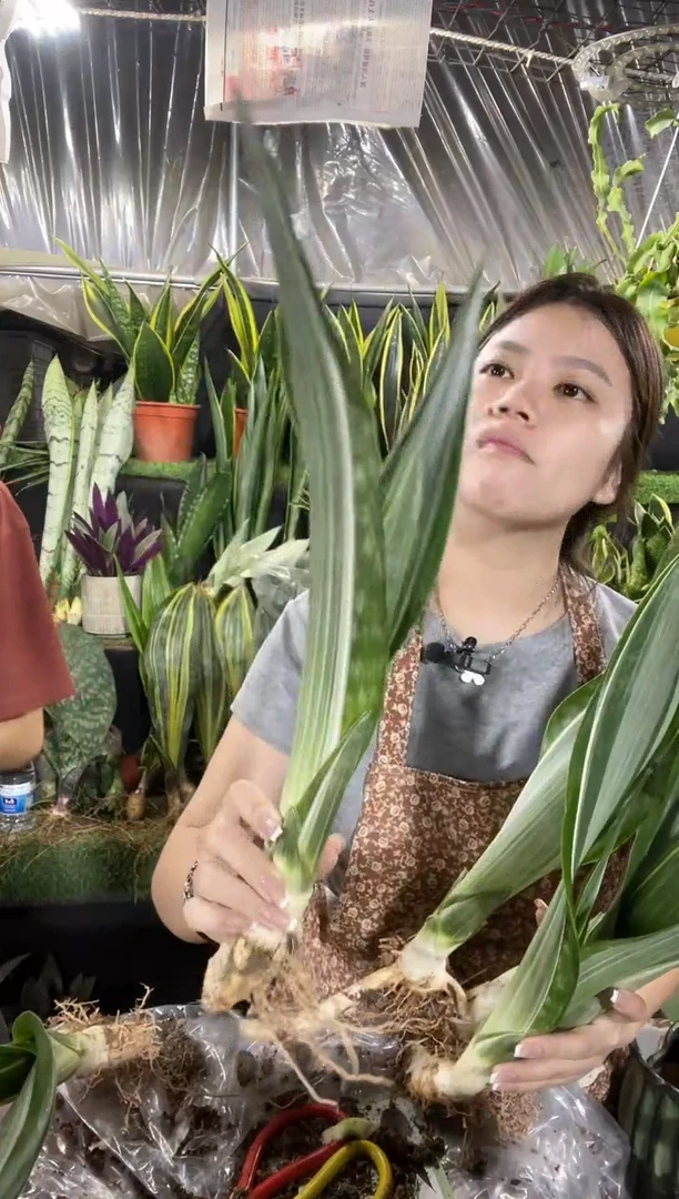 30cm雪纹蓝龙裸根15.8