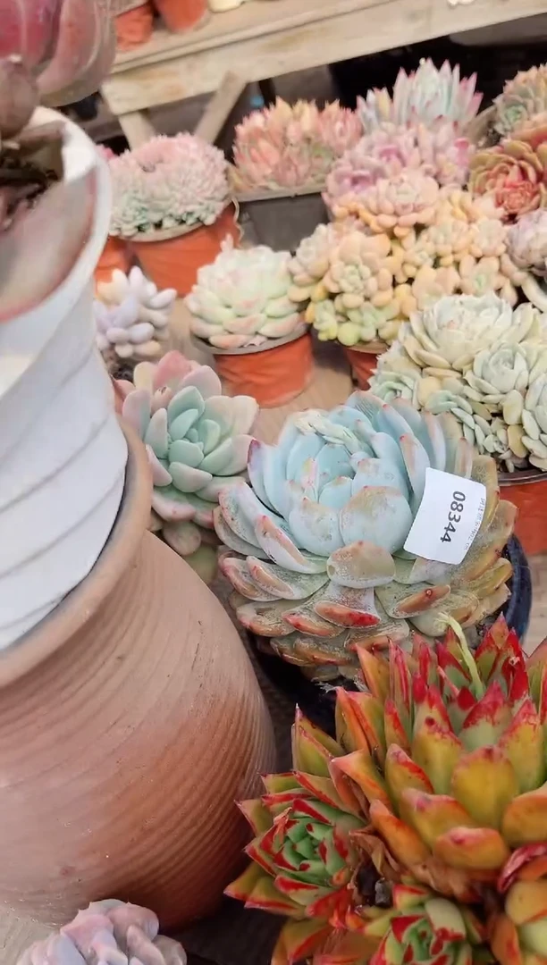 【闪购商品】08344