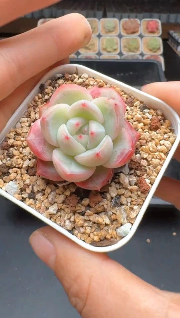 【闪购商品】082C物拍多肉带盆土6.5杯拍3颗包柚