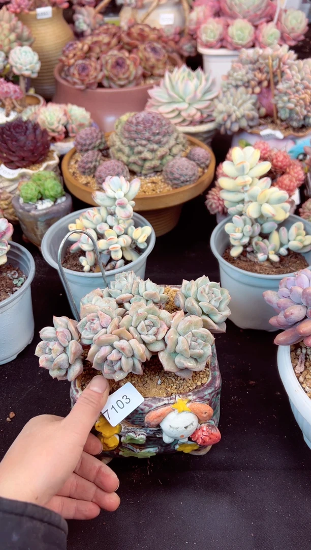 【闪购商品】7103超奶群生多肉