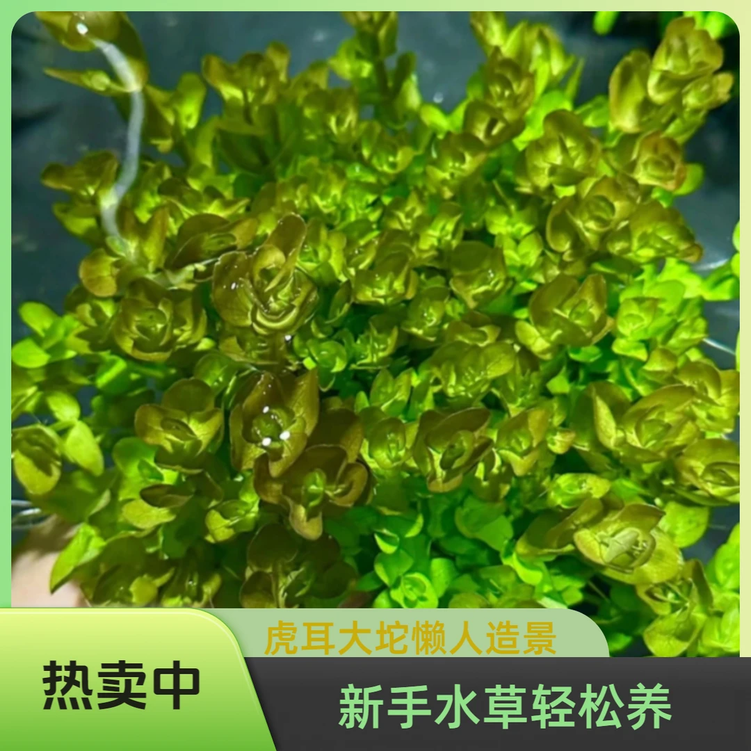 新手养鱼水草绿植虎耳大坨草鱼缸盆景懒人造景水草